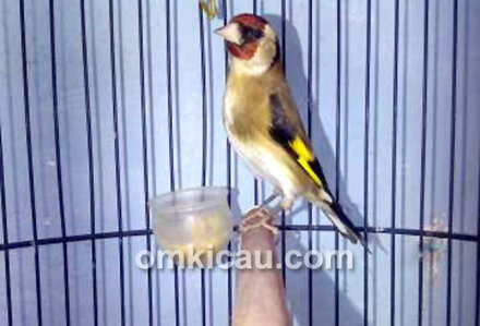 Goldfinch minor
