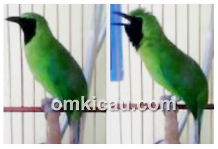 Cucak hijau tarakan