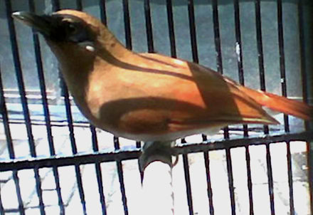 Burung samho atau sambo