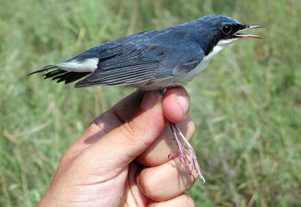 Burung berkecet siberia