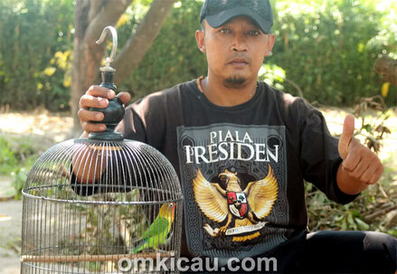 Tobil dan Lovebird Kayla Jr