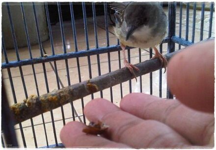 menjinakkan burung