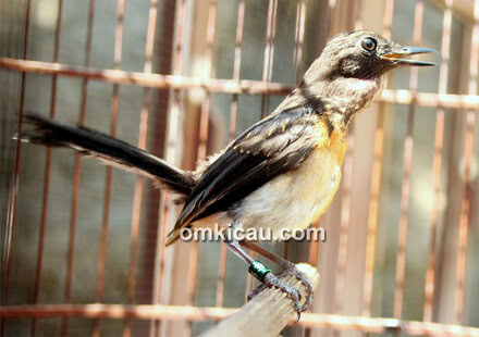 Breeding murai batu H Suwadi Klaten
