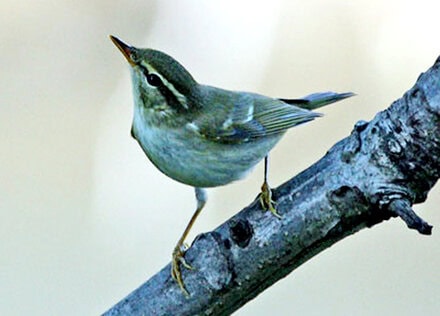 Burung cikrak kutub