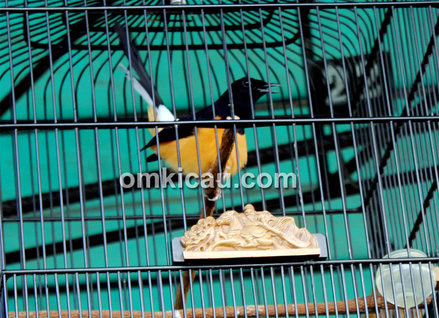 Arena Lomba Burung Polder Air Hitam Samarinda
