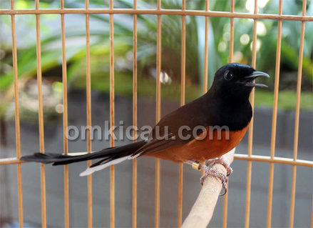 murai batu muda