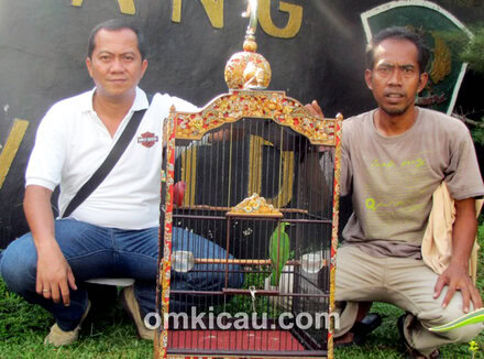 Cucak hijau Dahsyat