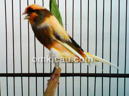 Kenari bongsor