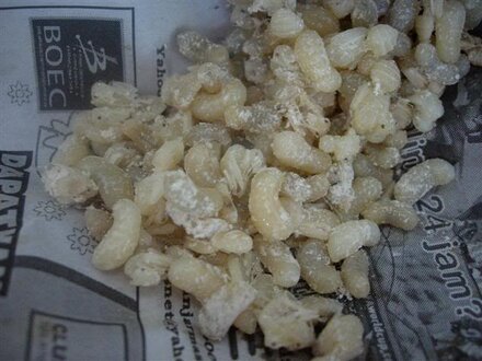 kroto semut