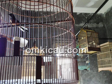 Pemanfaatan burung master