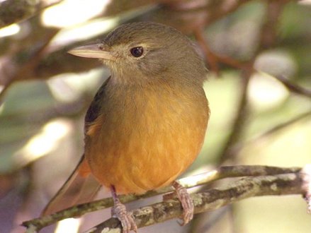 Little Shrikethrush (Colluricincla megarhyncha) si burung beracun