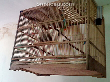 Penjodohan burung pleci