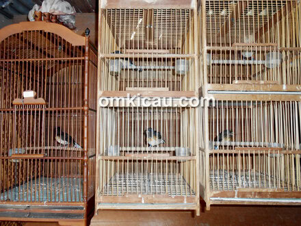 Breeding murai batu