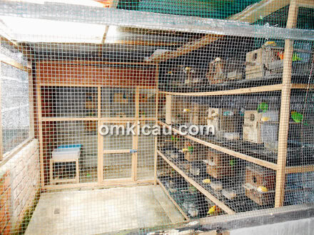 Kandang breeding lovebird