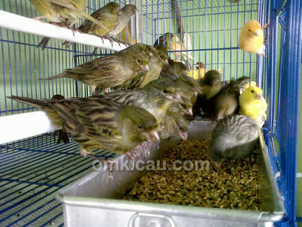 emy Canary Bogor