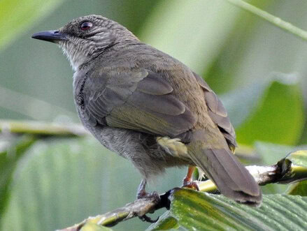 Kapas tembak ras plumosus (tampak belakang)