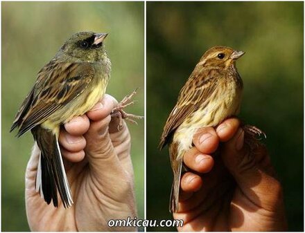 Emberiza muka hitam jantan ( kiri ) yang dibedakan dari topeng pada bagian mukanya dengan betina sebelah kanan.
