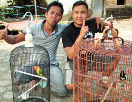 Khoying dan lovebird Karti