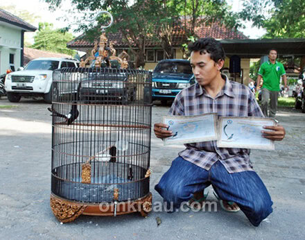 Danang dan murai batu Jozzy