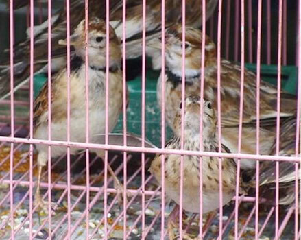 Burung pailing