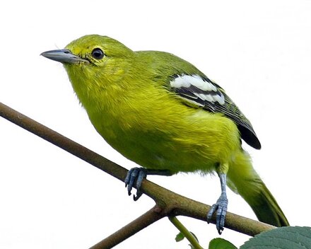 Burung cipoh kacat