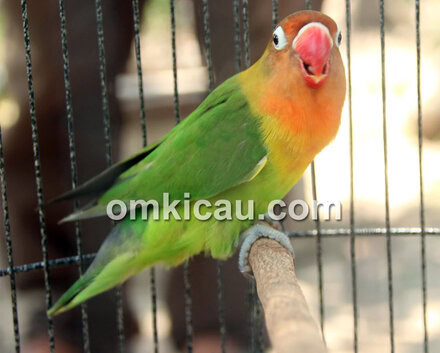 Lovebird Kayla Jr