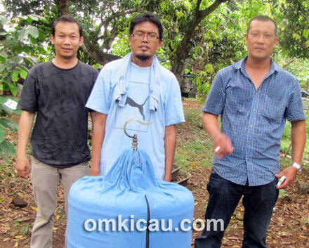 Botak dan murai batu Pedro