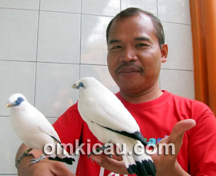 penangkar jalak bali