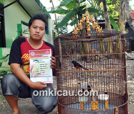 Murai batu Lorenzo
