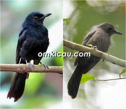 Murai batu hitam jantan (kiri) dan burung betina dengan warna bulu yang hitam kusam
