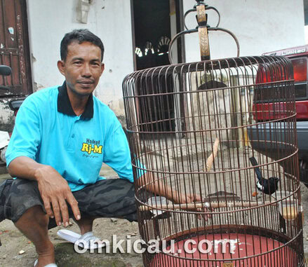 Cak Safiri dan kacer Bongkar