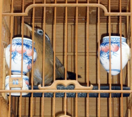 Burung hwamei / wambie