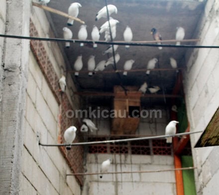 Kandang penangkaran burung jalak
