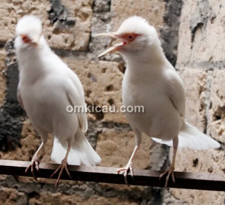 Jalak suren albino