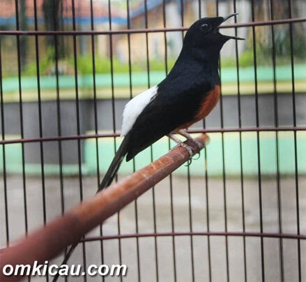 Murai batu Jossy