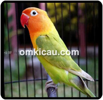 Lovebird Nawang Wulan