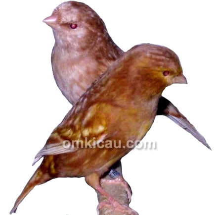 Kenari phaeo mata merah