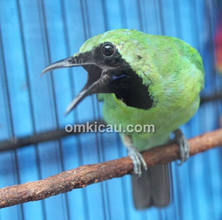 Cucak hijau Arjuna