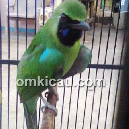 cucak hijau jawara