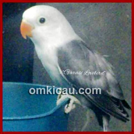 Garasi Lovebird