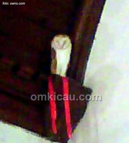 Burung hantu Darcy