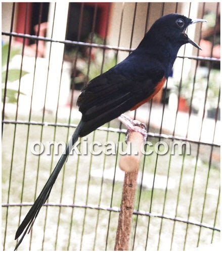 Aksi murai batu jawara