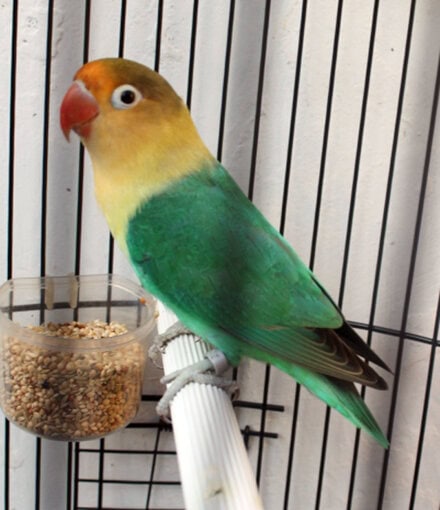 Lovebird par blue