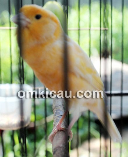 Burung kenari Cawank