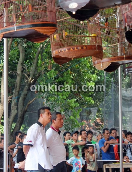 Lomba Burung Jatijajar Fiesta