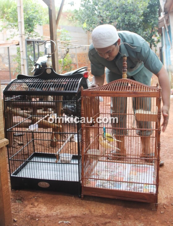 Breeding kenari Cak Udin Depok