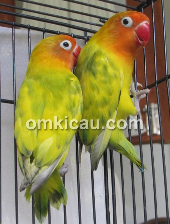 Lovebird Blorok