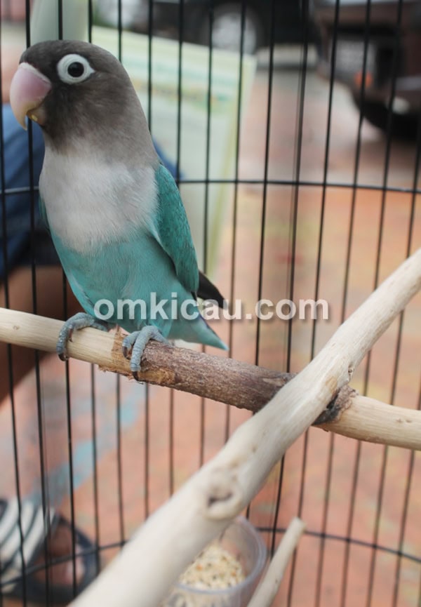 Tangkringan silang untuk lovebird ngeruji