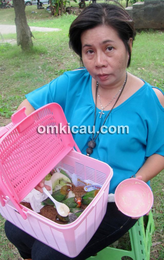 Kotak plastik untuk perawatan anakan pasca-panen.