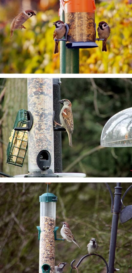Feeder untuk mengundang burung